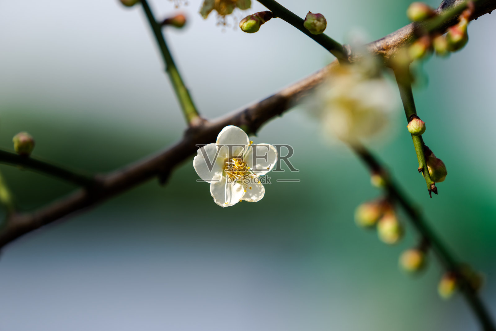一朵盛开的梅花。许多梅花花蕾。特写图片。照片摄影图片