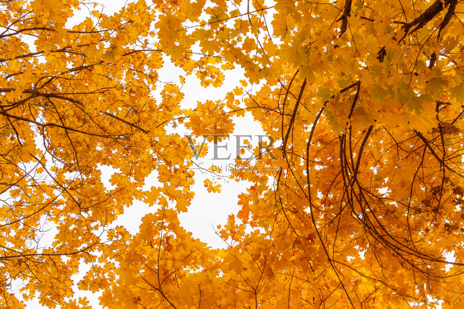 秋天的森林里有一棵金黄色的树照片摄影图片