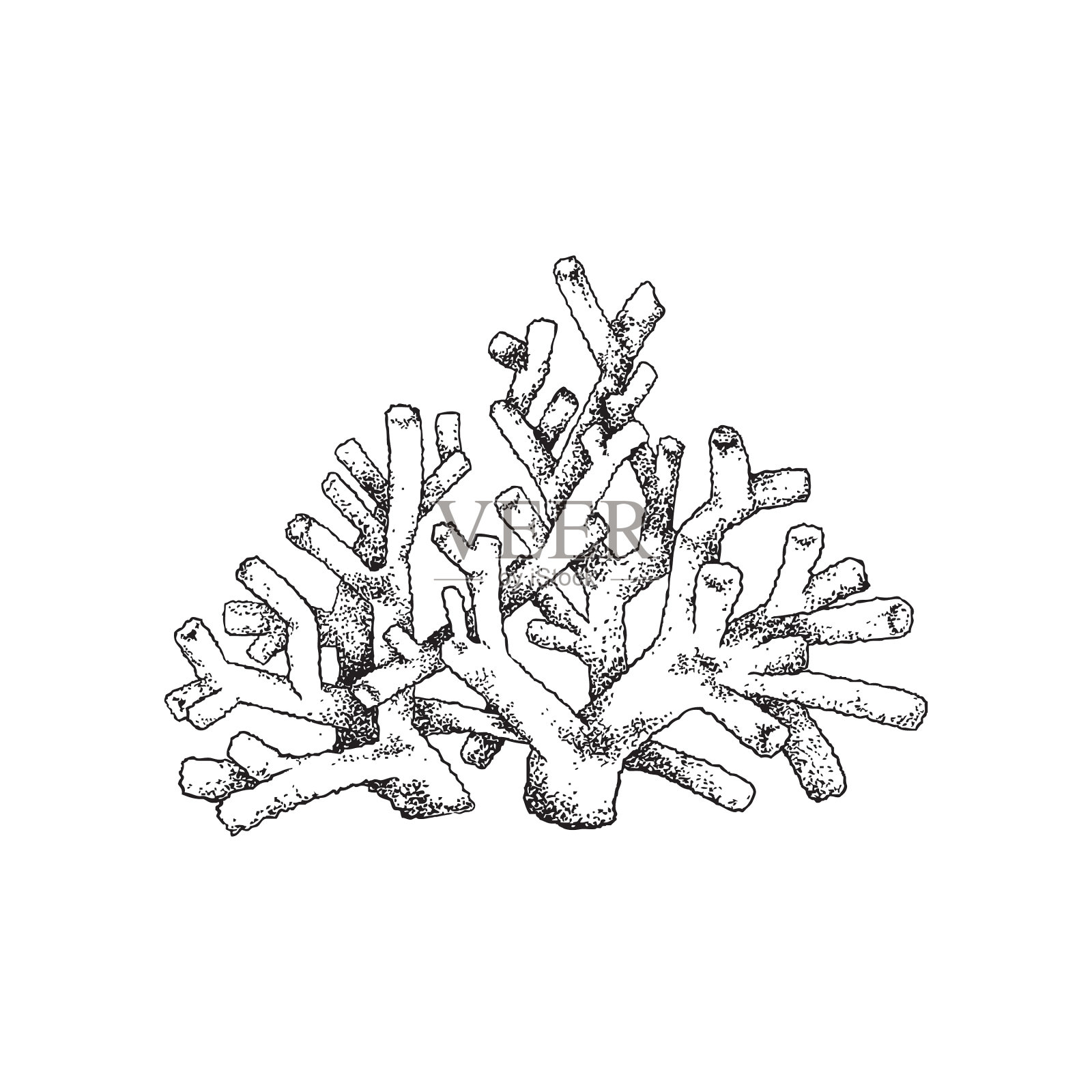珊瑚珊瑚枝在雕刻素描风格设计元素图片
