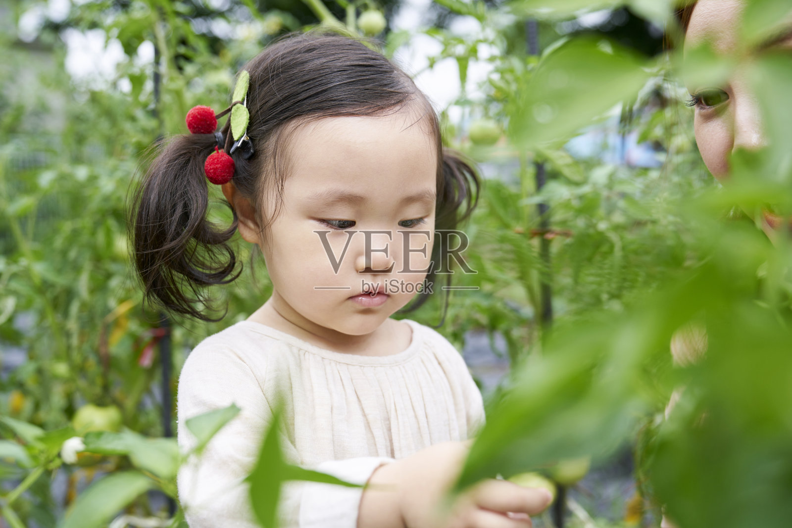 厨房花园,实地考察,韩国人照片摄影图片