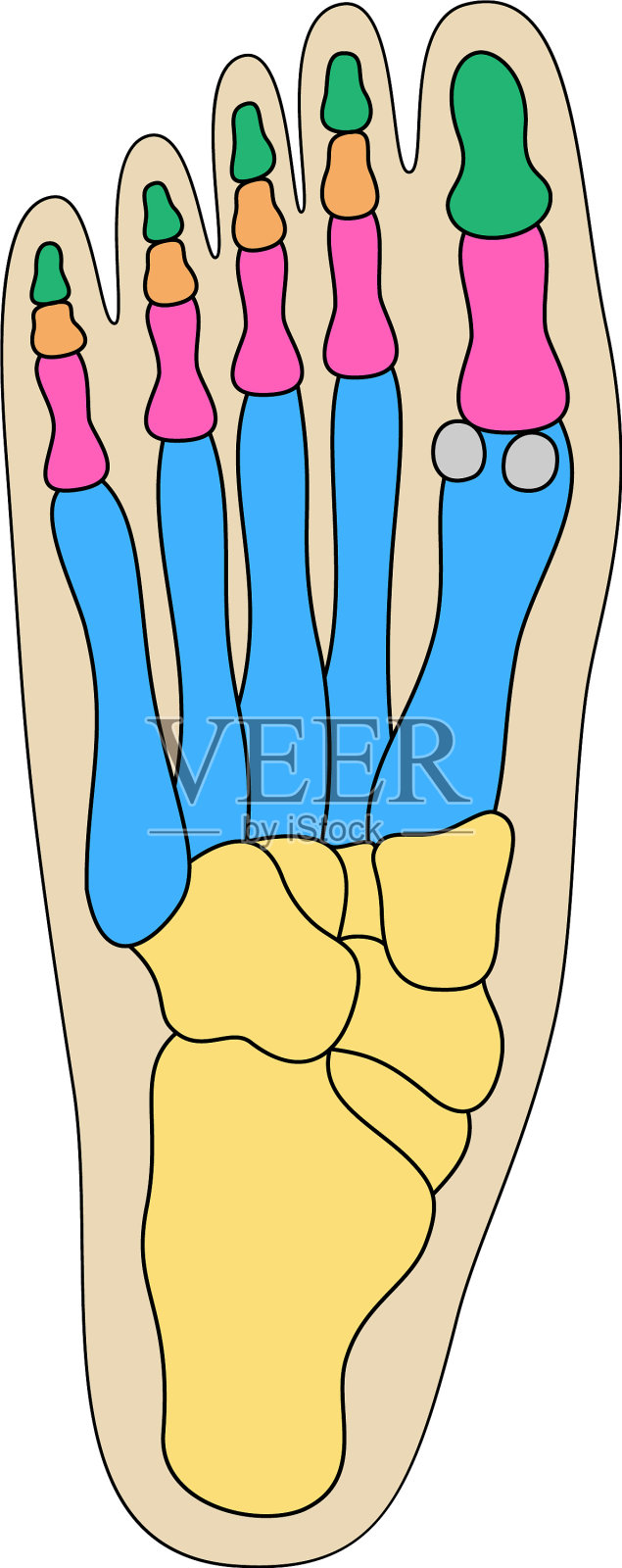人类脚部骨骼解剖彩色脚部部分设计元素图片