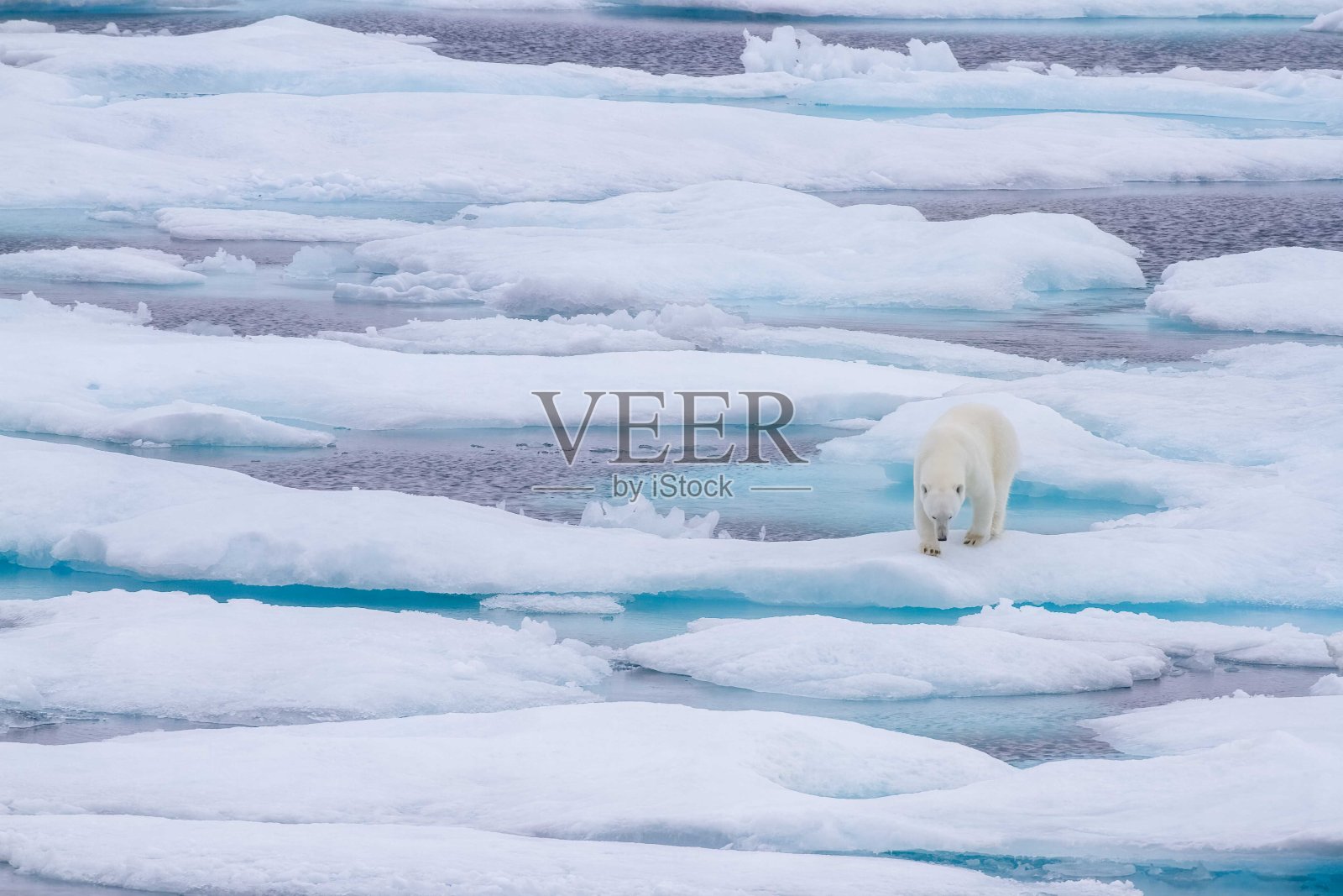 冰原上的北极熊照片摄影图片