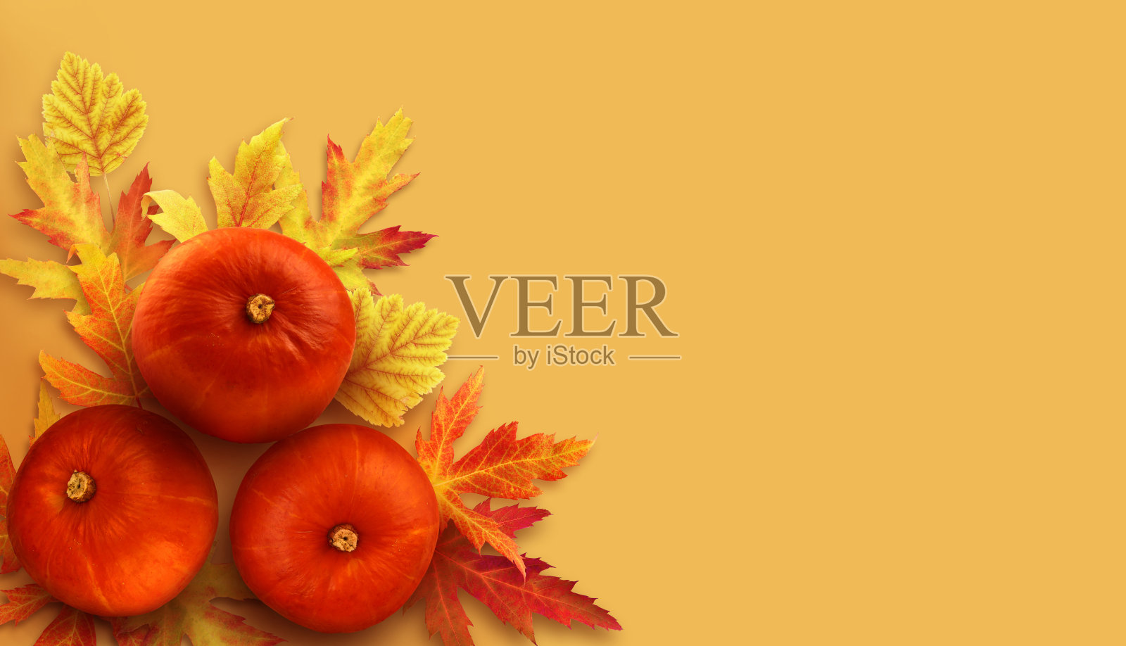 秋天平铺构图用三个南瓜和落叶。彩色秋季背景与复制空间。照片摄影图片