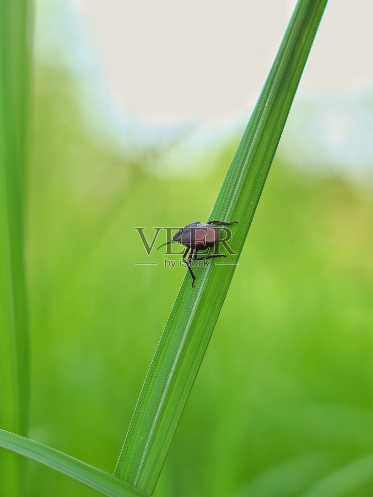 一只害虫栖息在杂草的叶子上照片摄影图片