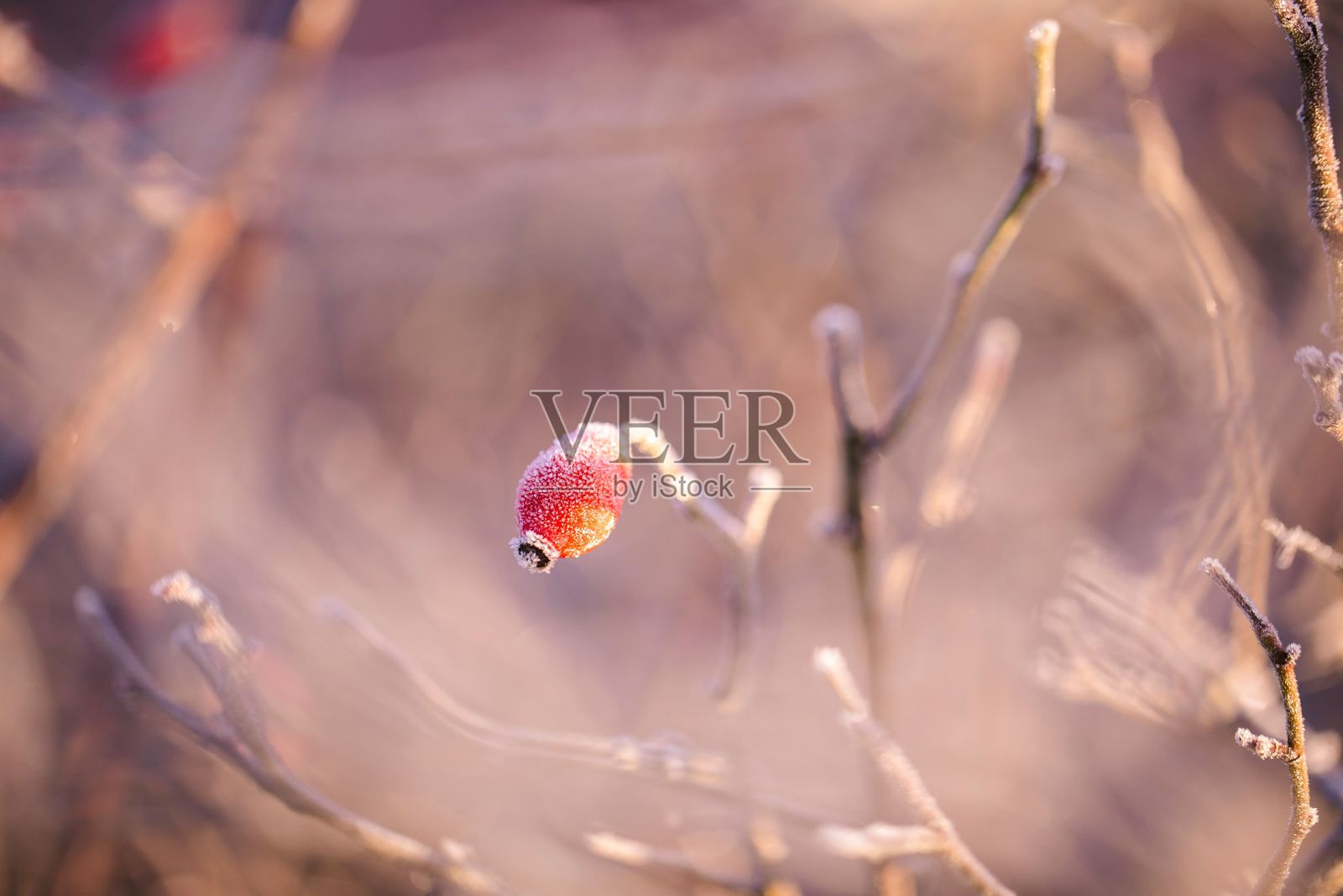 微距镜头下的冷冻玫瑰果在阳光下的树枝照片摄影图片