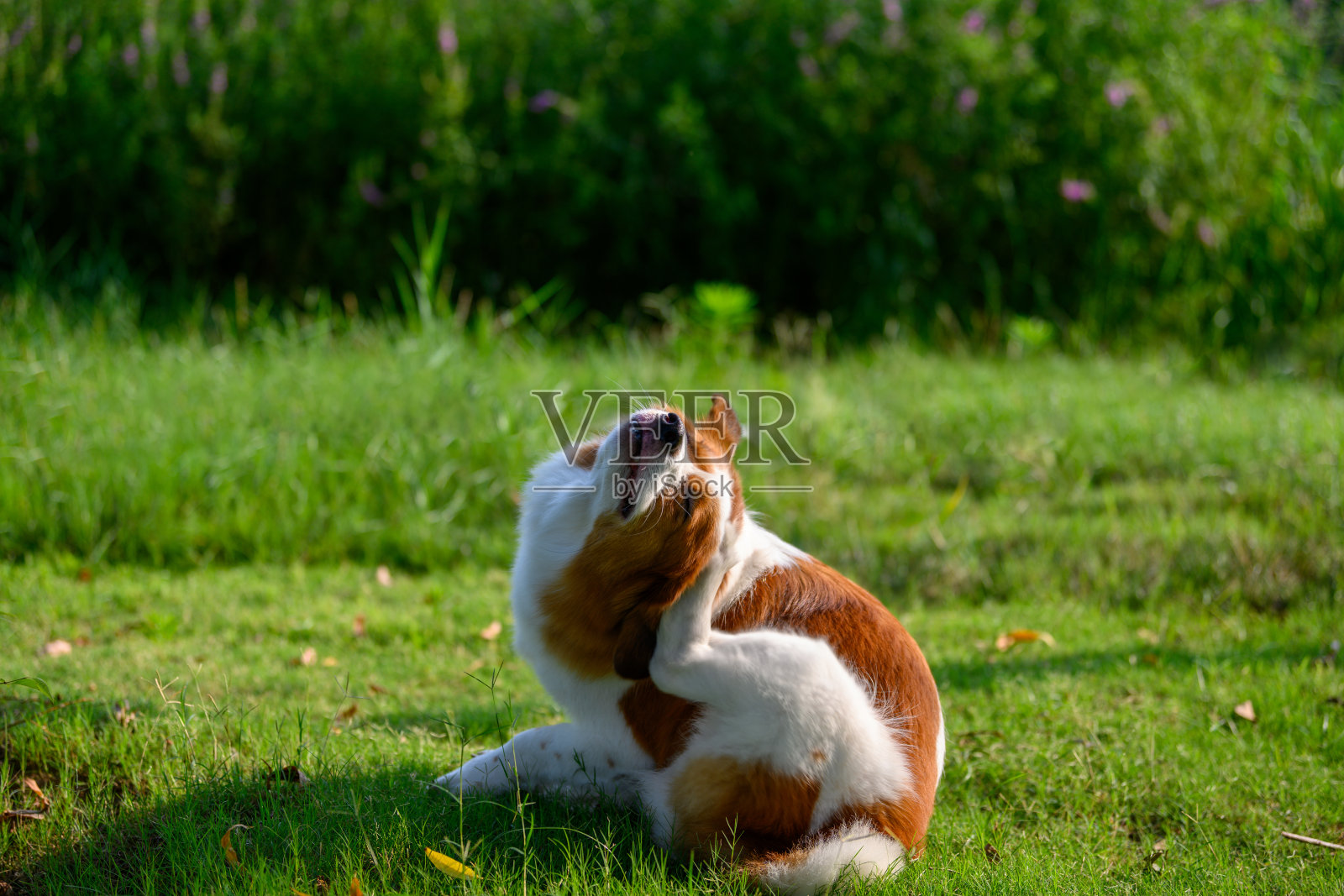 狗， rhodesian ridgeback用向日葵 库存图片. 图片 包括有 一个, 印象深刻, 逗人喜爱 - 98942803
