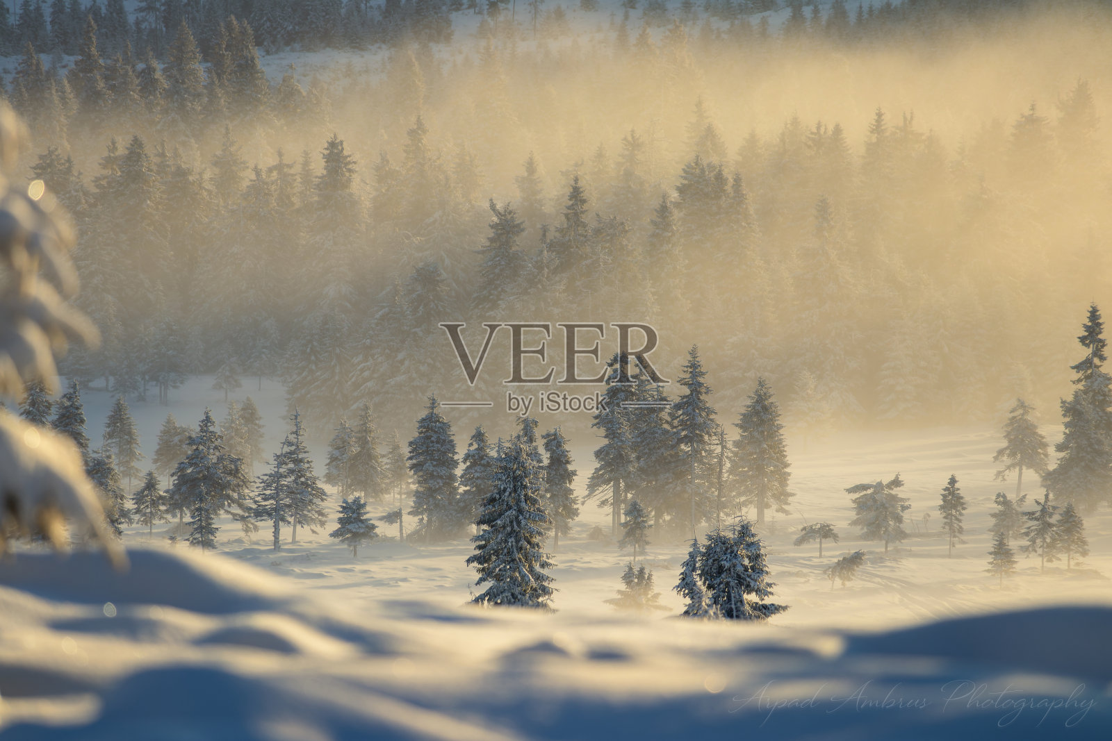 阳光下的雪针叶林照片摄影图片