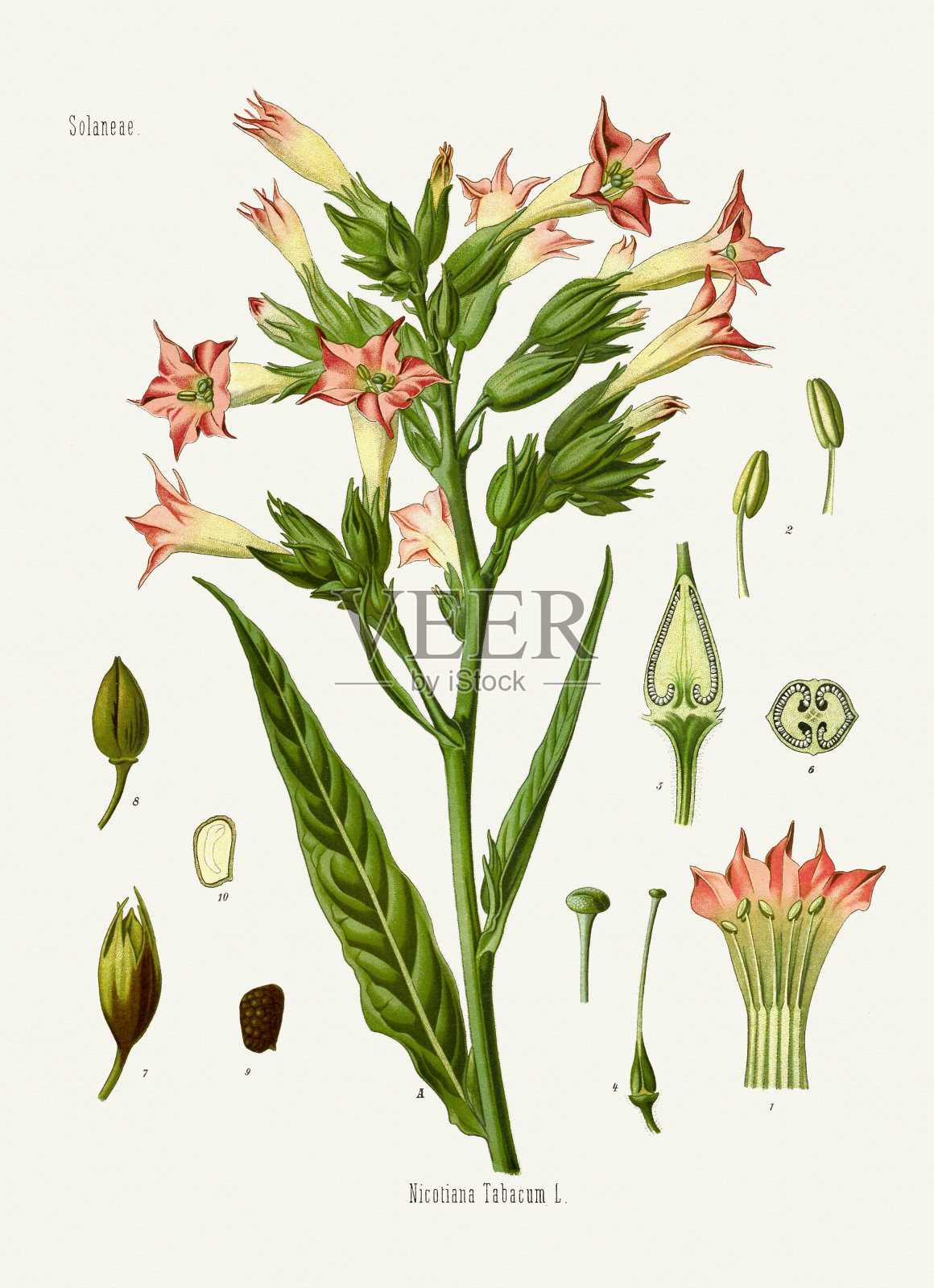 烟草(Nicotiana tabacum)插画图片素材