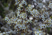 黑刺李梅刺李植物灌木白花开花细部春天野生果实摄影图片