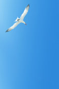 白色的海鸥在蓝天下飞翔。副本的空间。海洋背景。简约的形象。摄影图片
