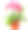 戈贝尔花在花盆孤立在白色的背景素材图片