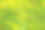 黄色的蒲公英花和叶子在绿色的草素材图片