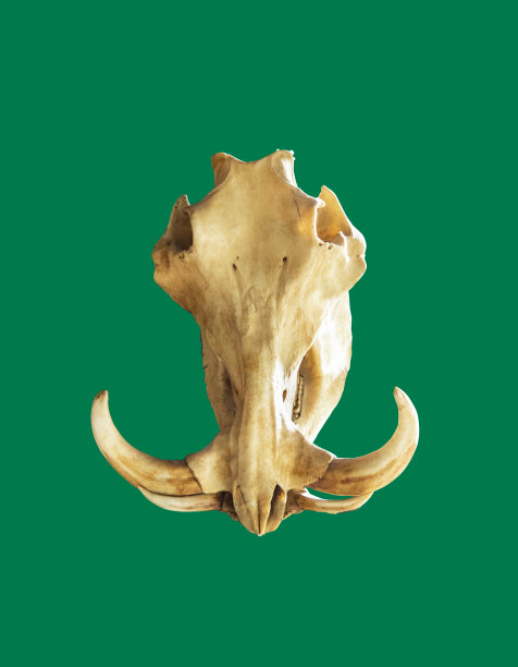 野猪的头骨结构图片图片