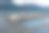阿根廷火地岛比格尔海峡上的国王鸬鹚的殖民地素材图片