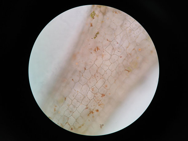 水生植物细胞的显微镜观察图片