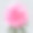 孤立在灰色背景上的粉红色牡丹素材图片