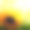 夏日背景-向日葵素材图片