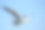 一只海鸥在空中飞翔素材图片