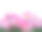 盛开的粉红色杜鹃花或杜鹃花孤立在白色背景上素材图片