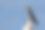 太平洋燕鸟孤立在蓝色背景素材图片