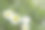 夏天草地上的洋甘菊花素材图片