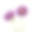 两朵紫花紫苑素材图片