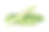 在白色背景上分离的新鲜的绿色秋葵素材图片