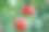 一个有新鲜红苹果的树枝的特写素材图片