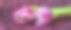 在全景图中，两朵粉红色的郁金香躺在淡紫色的背景上素材图片
