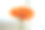橙色非洲菊花在白色的背景素材图片