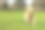 金毛猎犬在田野里奔跑，嘴里叼着一个球素材图片