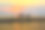 日落时分，水牛在堤坝上行走素材图片