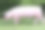 一个年轻的家猪母猪在动物农场夏天的侧面照片素材图片