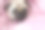 可爱的狗品种哈巴狗包裹在粉红色的空白素材图片