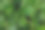 心形绿色的亚洲积雪草(Centella asiatica)，抗木健康食品素材图片