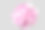 粉红色牡丹孤立在灰色背景上素材图片