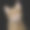 顽皮的猫在孤立的黑色背景素材图片