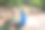 菲莱里莫斯山花园里的孔雀。罗德岛,希腊素材图片