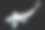 白色蝴蝶锦鲤在黑色背景禅宗艺术冷静的动物概念素材图片