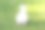 草上的硫冠凤头鹦鹉素材图片