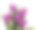 一束盛开的春天鲜花，白色背景上的紫罗兰、郁金香素材图片