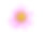 粉红色菊花孤立在白色背景上素材图片
