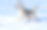 一只西伯利亚哈士奇犬在雪地里奔跑素材图片