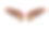 金刚鹦鹉翼孤立在白色背景素材图片