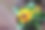昆达山向日葵素材图片
