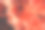 一个猩红色杜鹃花的特写素材图片