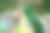绿色的鹦鹉挂在/站在森林的树枝上/散景模糊的背景。素材图片