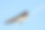 电线上的燕子飞过蓝天素材图片