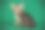 彩色背景上的美国短毛猫素材图片