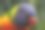 彩虹吸蜜鹦鹉素材图片